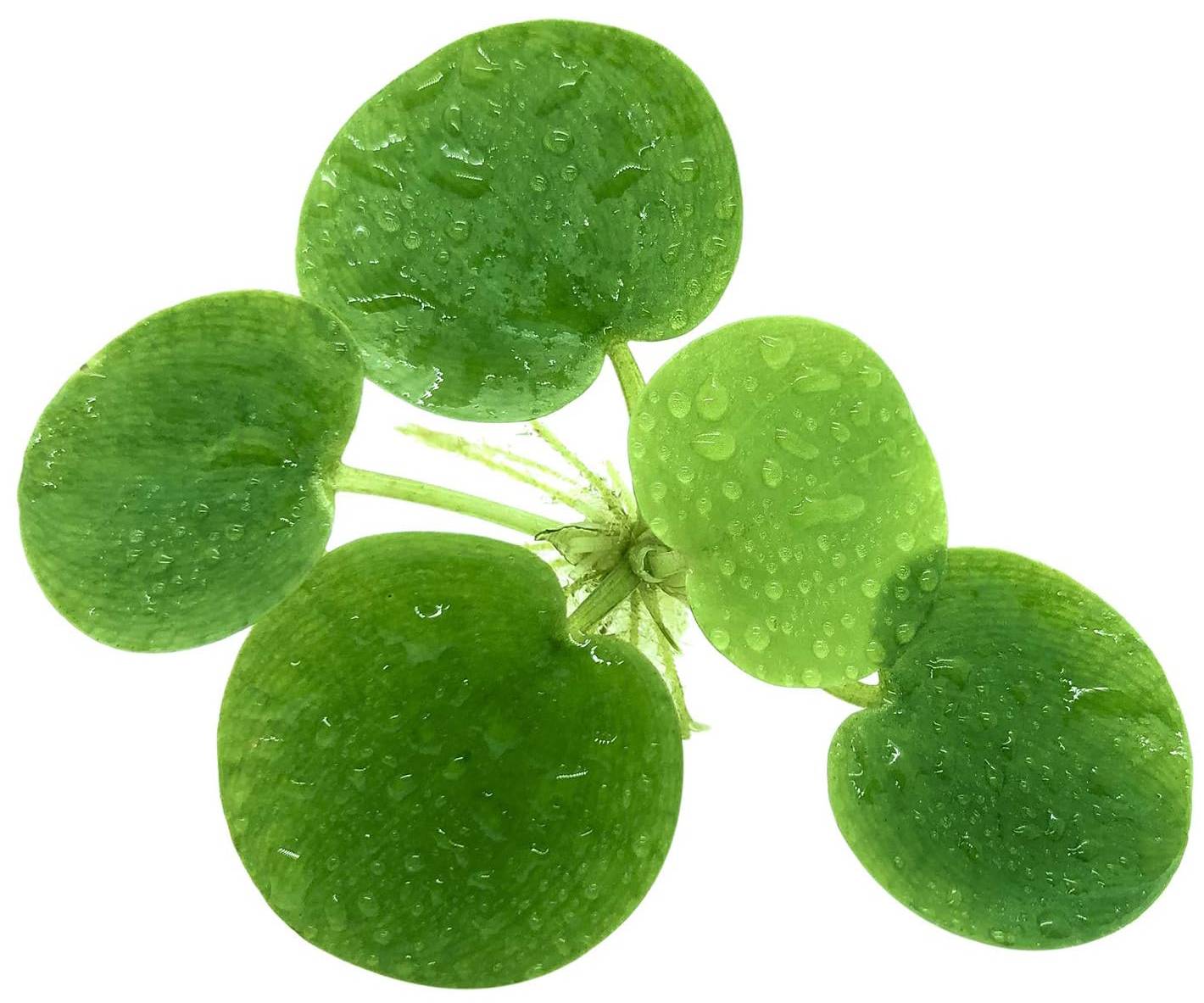 Amazon Frogbit Live Plant
