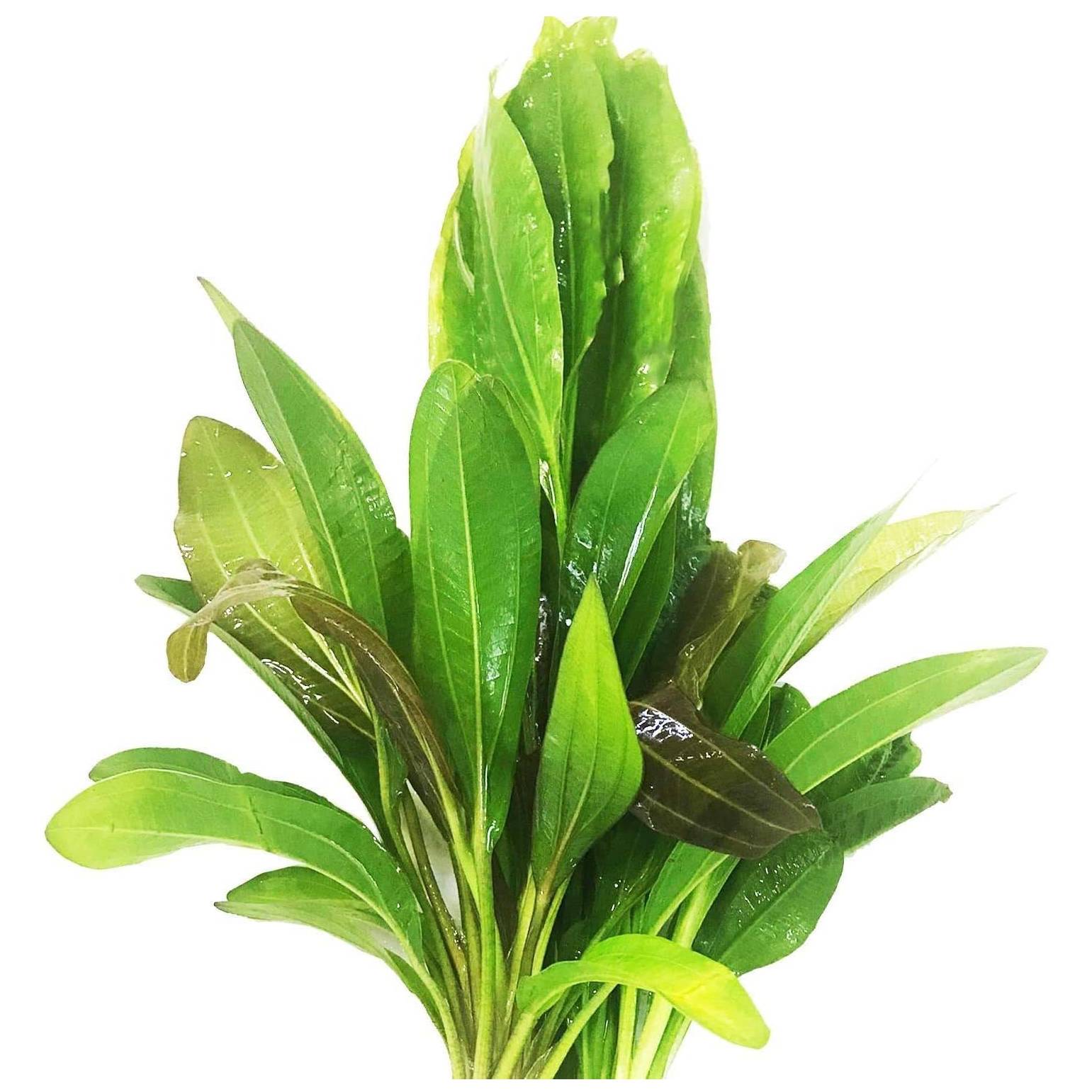 Amazon Sword Live Plant