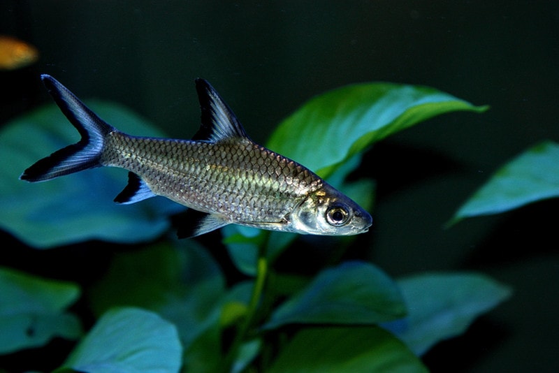 Bala Shark