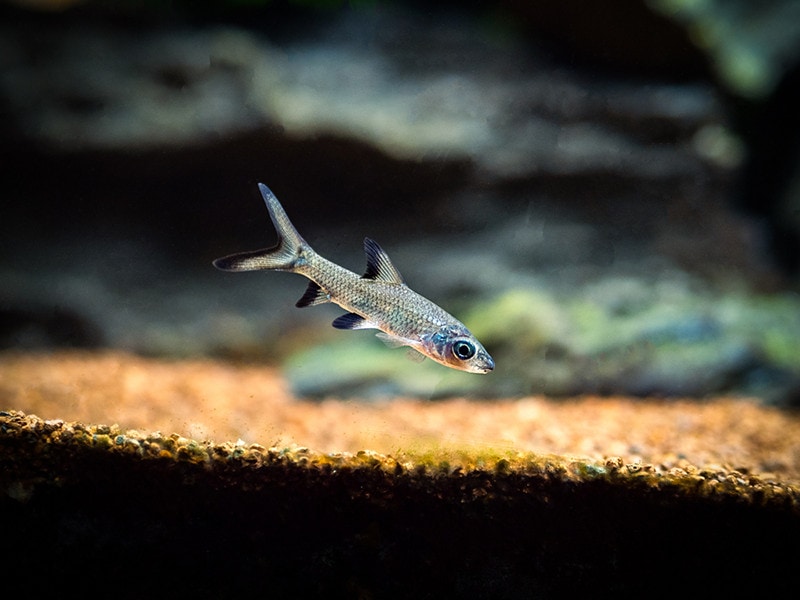 Bala shark or silver shark