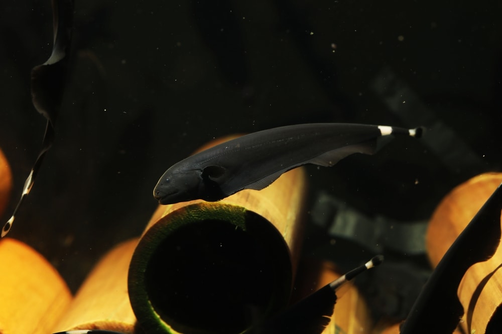 black ghost knifefish lifespan