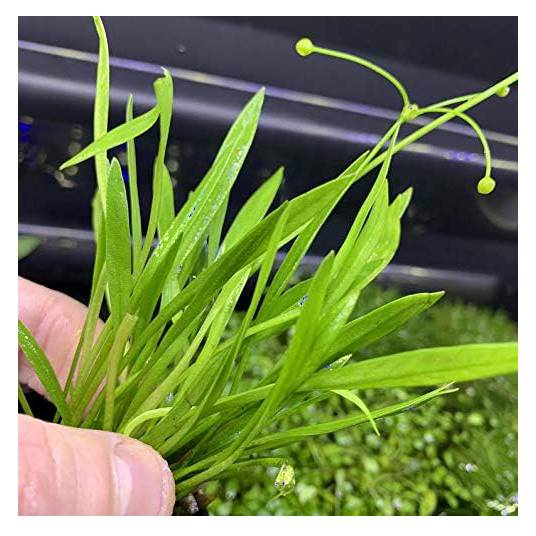 Chain Sword Live Plant