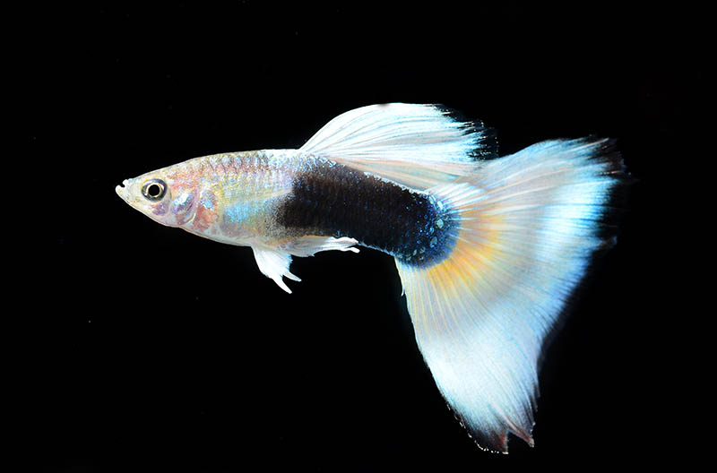 half black and pastel guppy fish