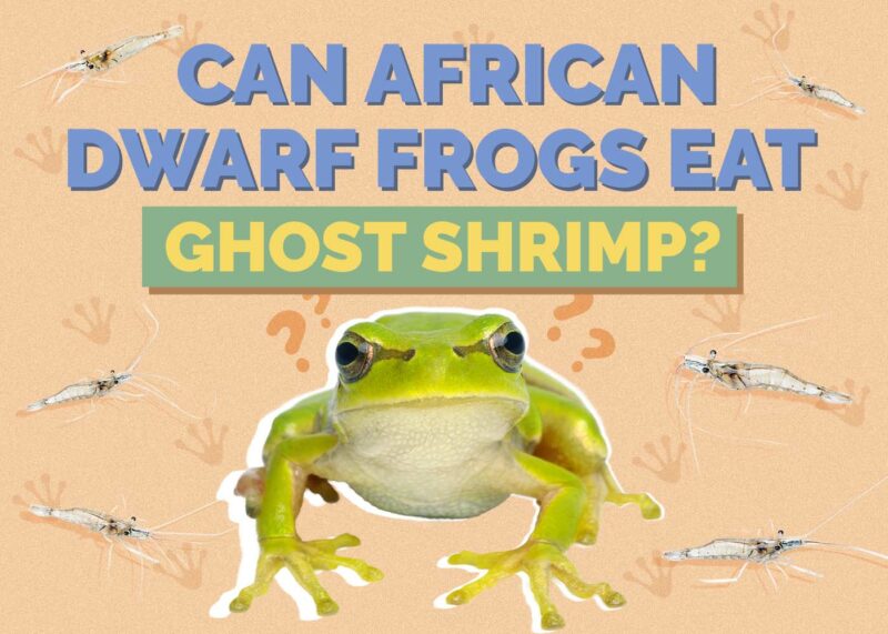 Hepper_Can African Dwarf Frogs Eat_Ghost Shrimp