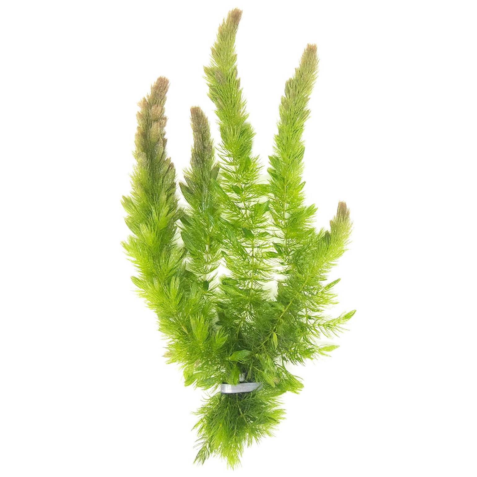 Hornwort Live Plant
