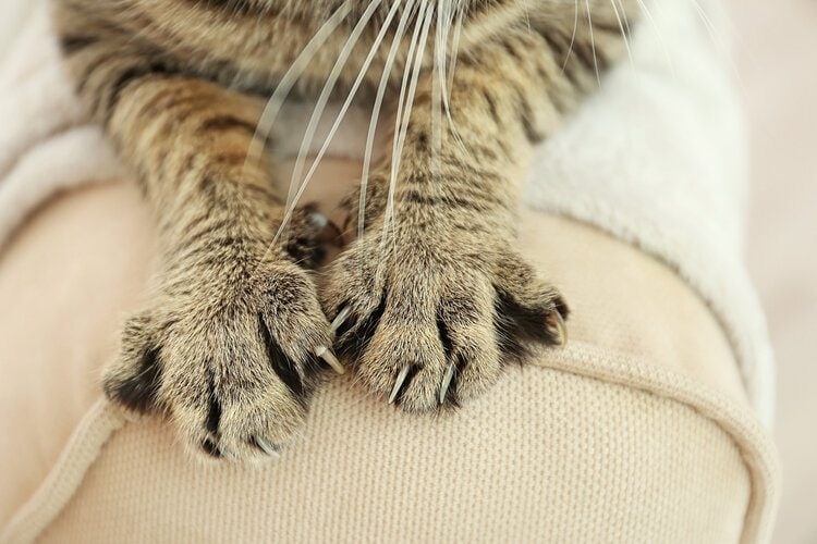 cat nails scratching