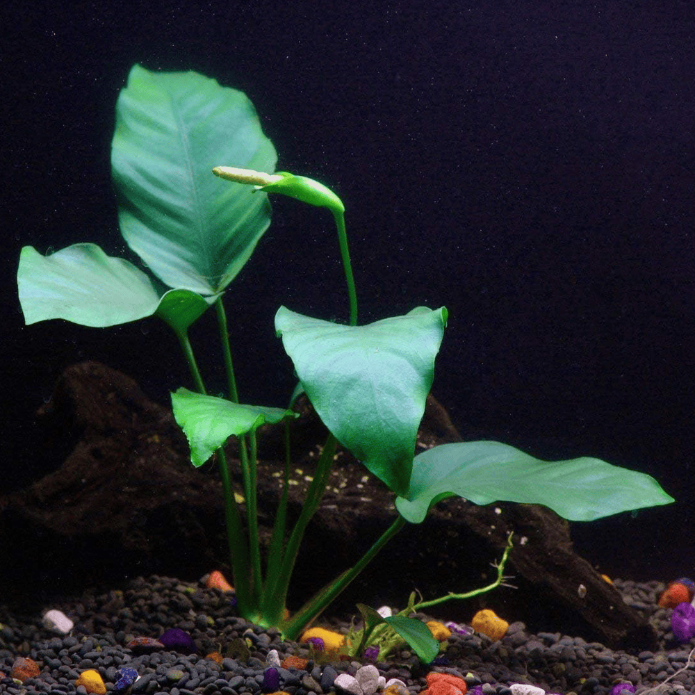 10 Best Aquarium Plants To Reduce Nitrates in 2024 Reviews & Top