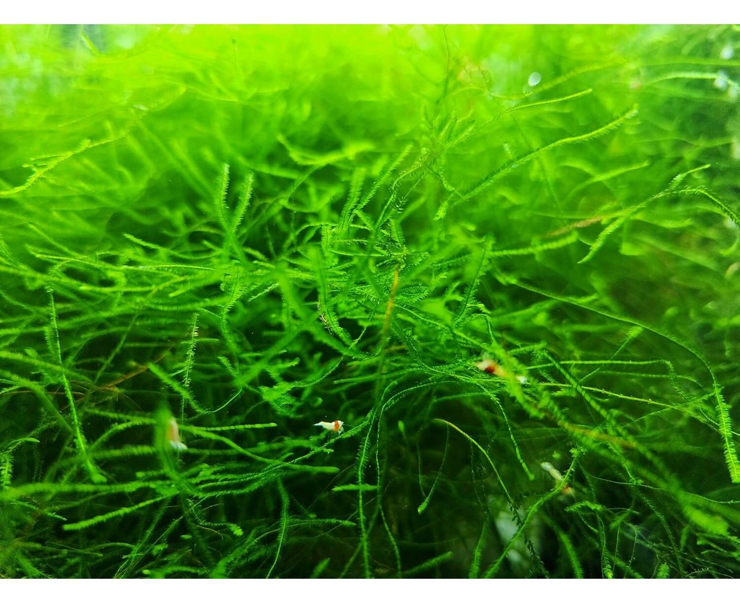 Java Moss Live Plant
