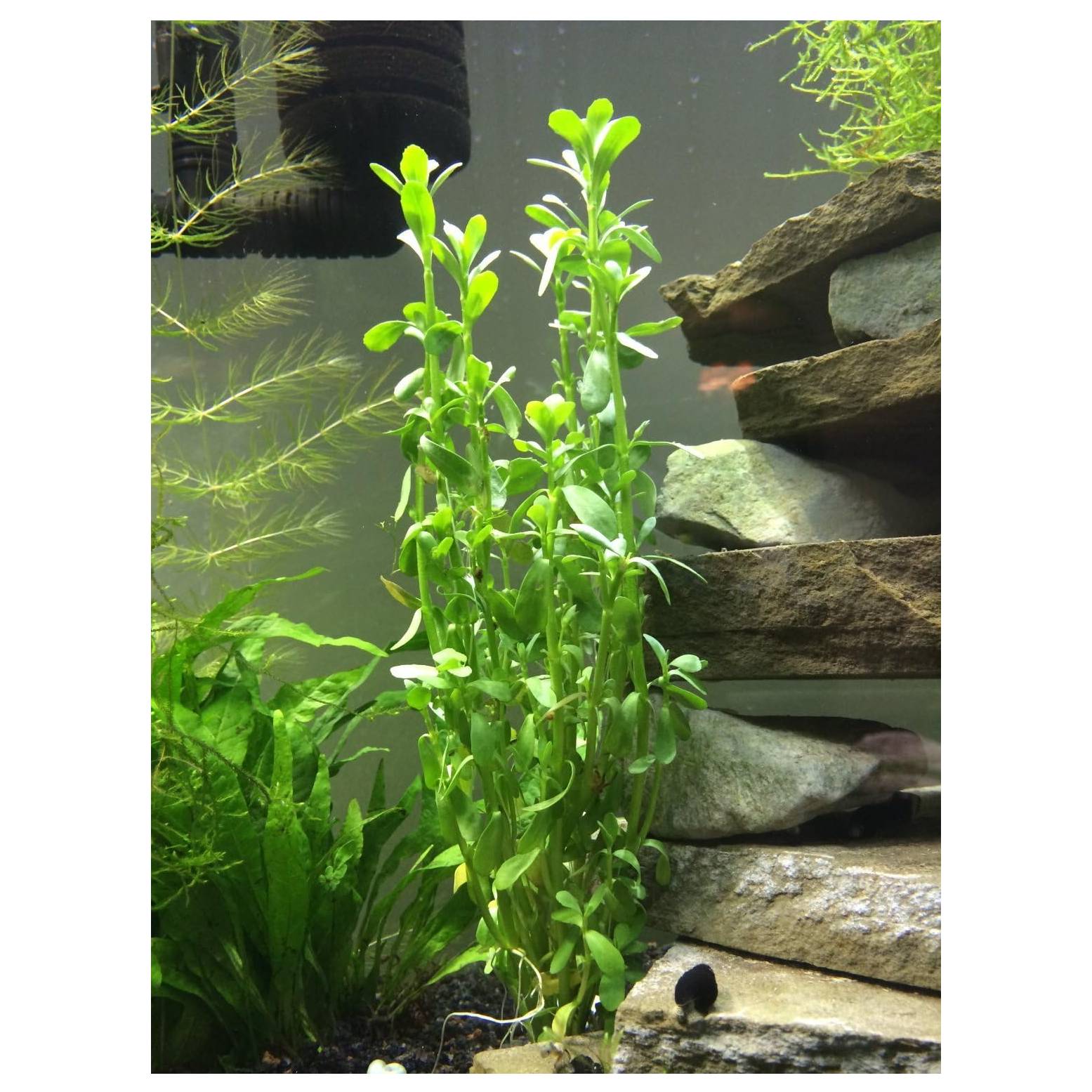 Moneywort Live Plant