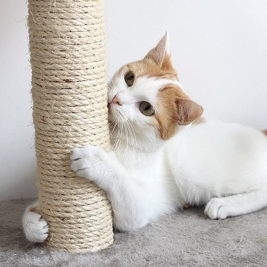 modern cat scratching post
