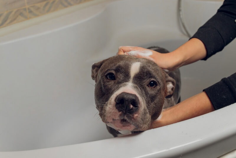 Pitbull getting a bath