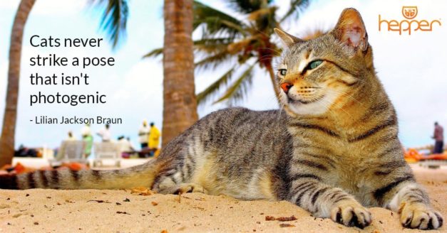 34 Best Cat Quotes - Cute, Famous, and Comical Quotes! | Hepper