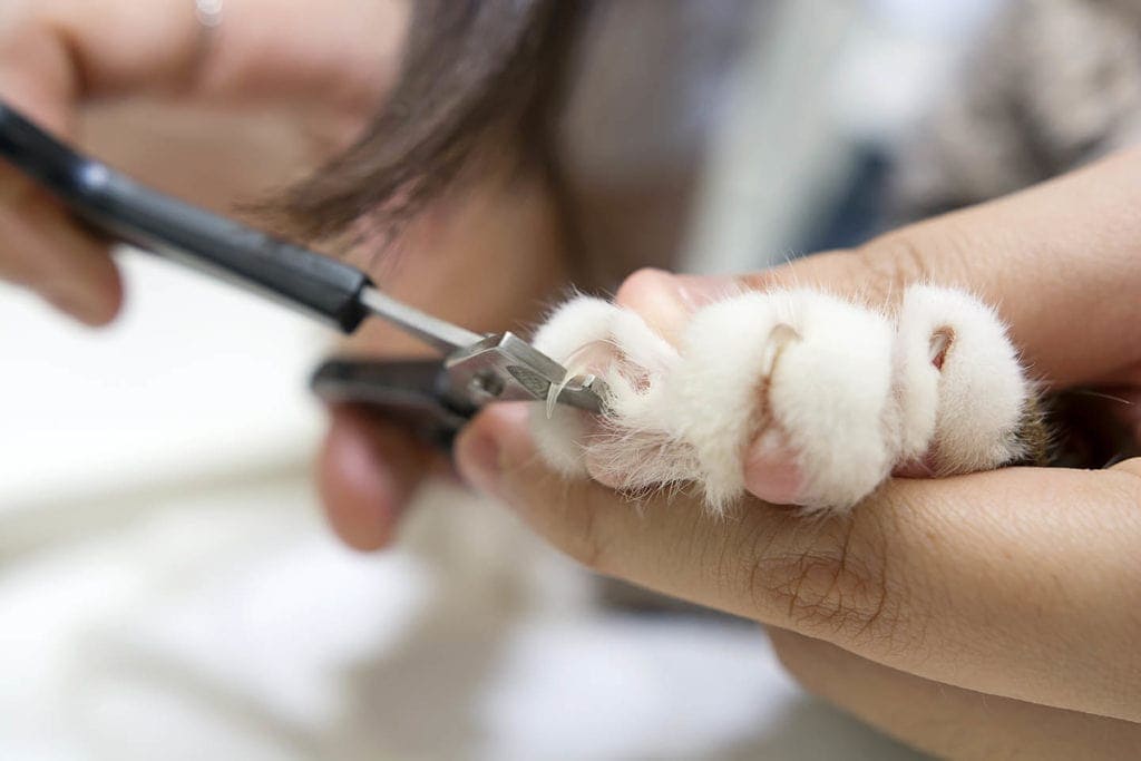 cats nails getting trimmed