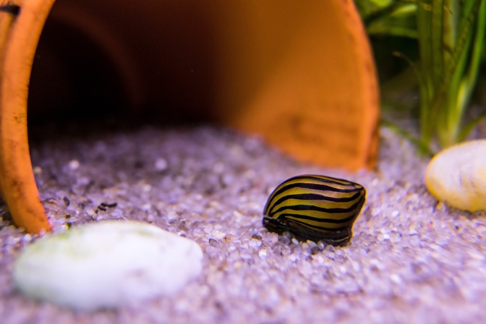 Zebra Nerite Snail