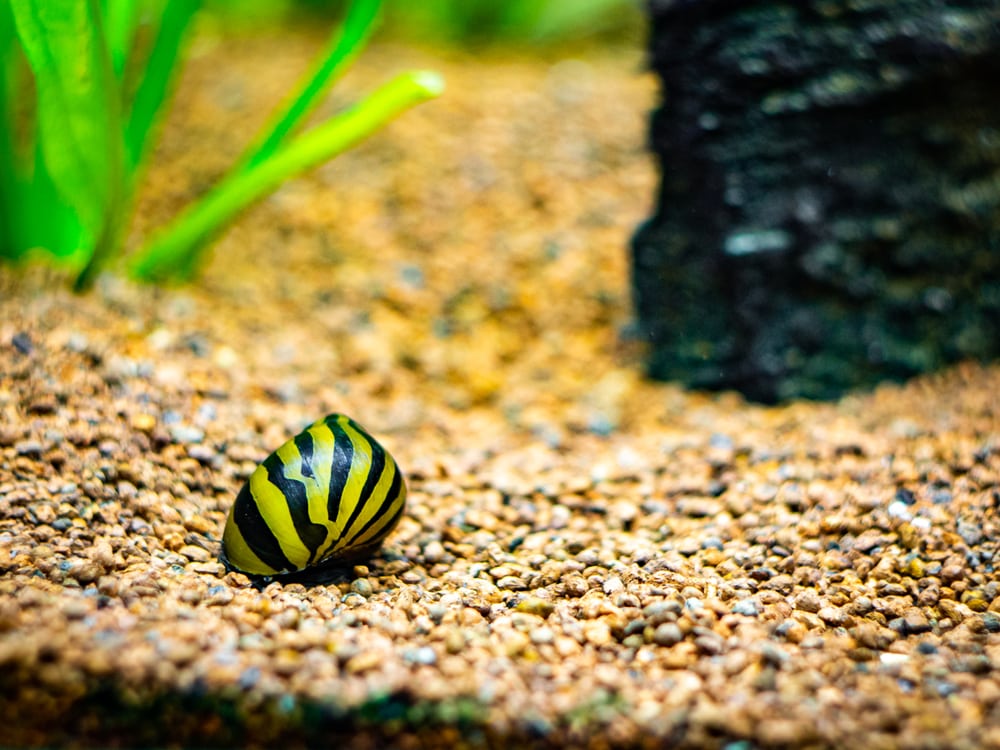 Zebra Nerite Snail