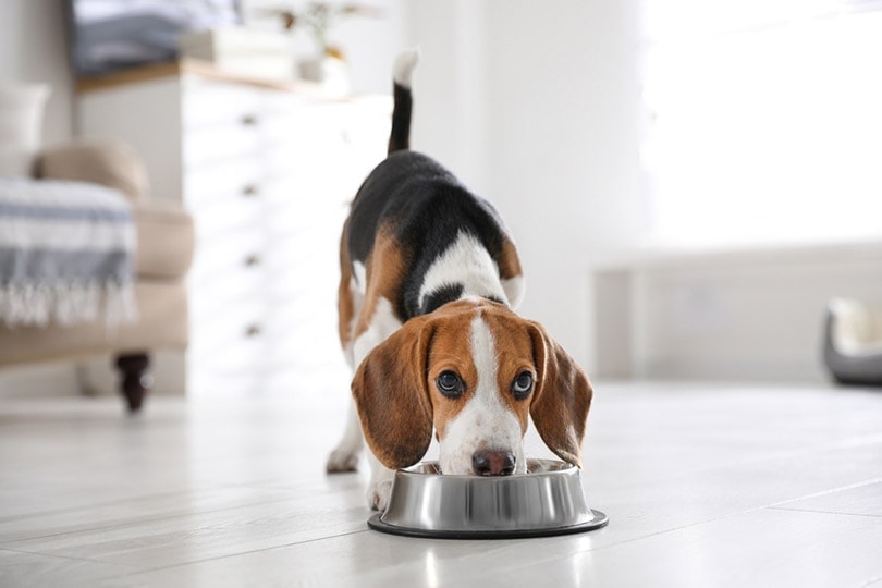 một chú chó con Beagle dễ thương đang ăn ở nhà
