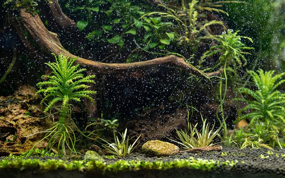 aerated aquarium