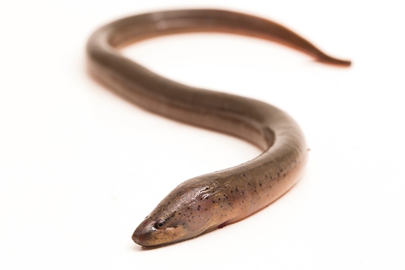 Asian swamp eel on white background