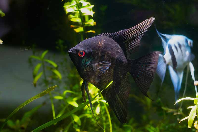 black angelfish
