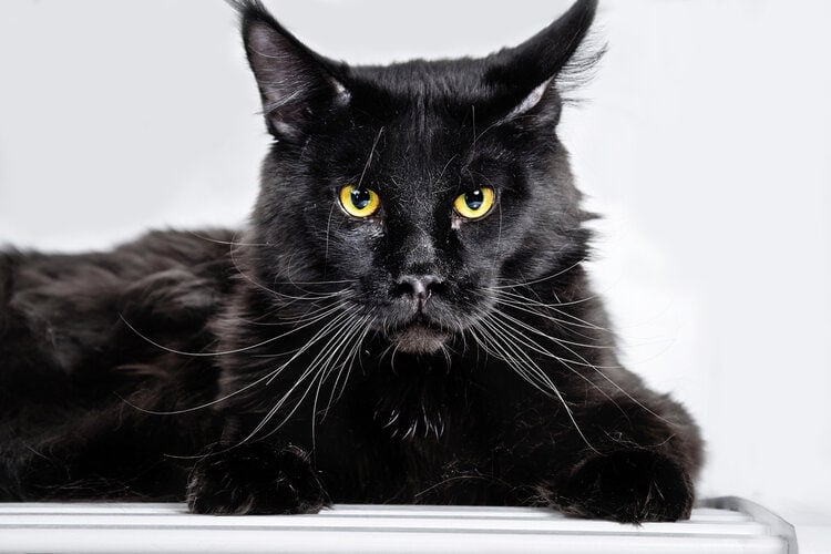 Black Maine Coon Cat Personality, Pictures, Color & Facts Hepper