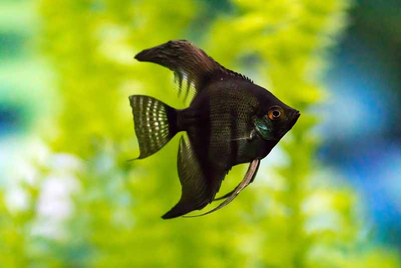 black veil angelfish