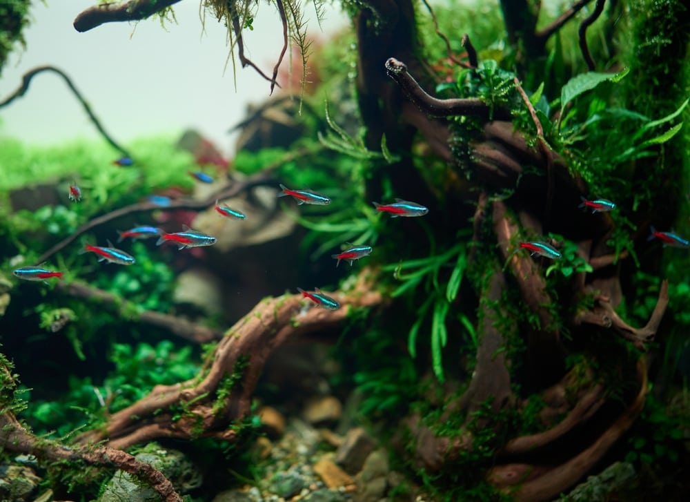 blue neon tetra fish inside beautiful freshwater aquascape with live aquarium plants