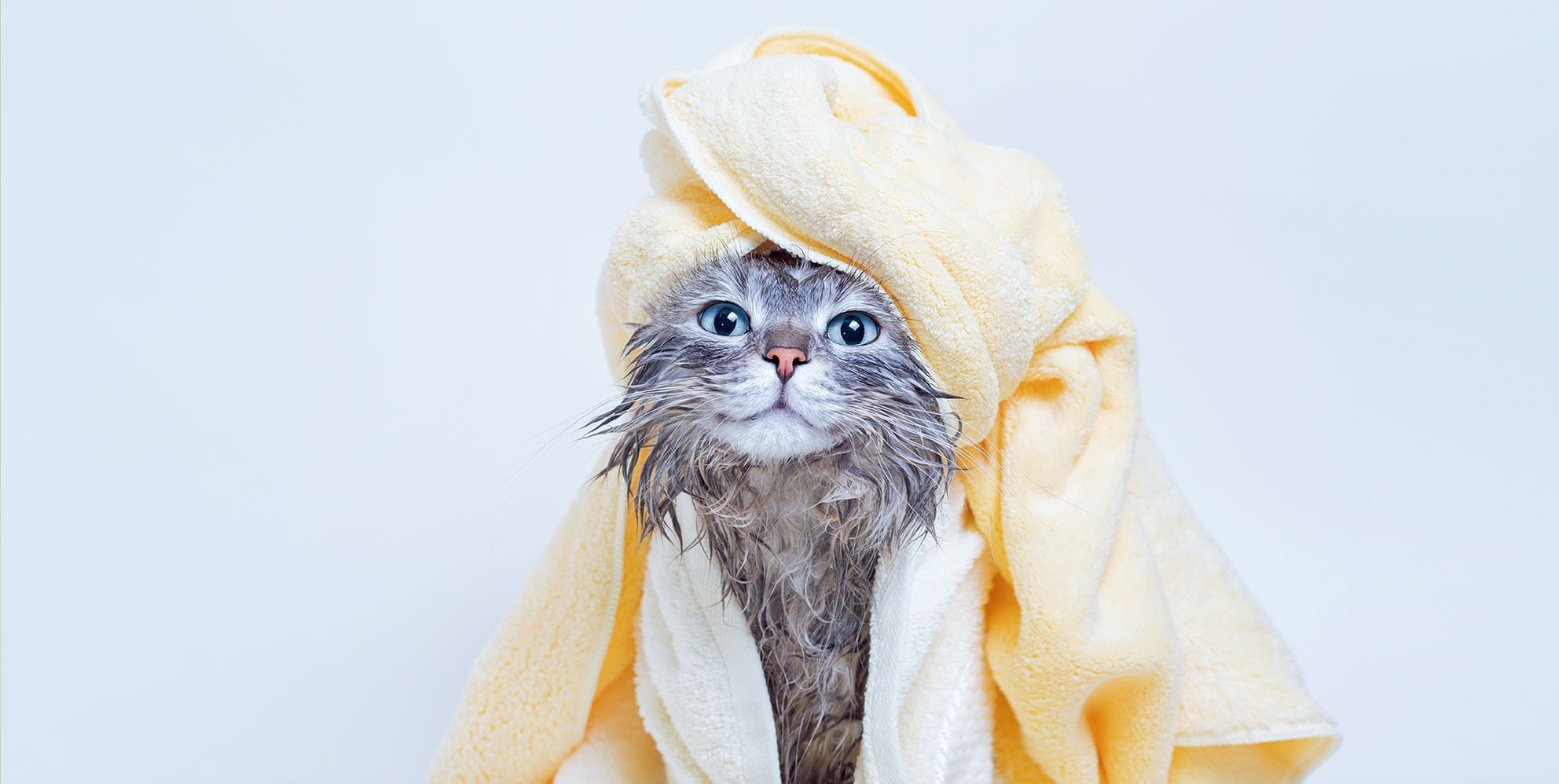 Gato mojado envuelto en una toalla amarilla.
