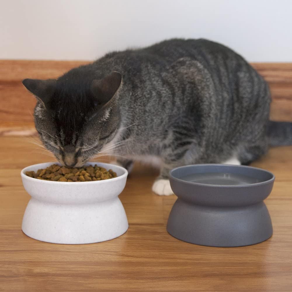 cat eating in Kitty City Raised Cat Food Bowl