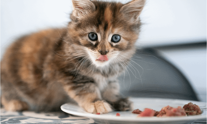 Maine coon kitten eating