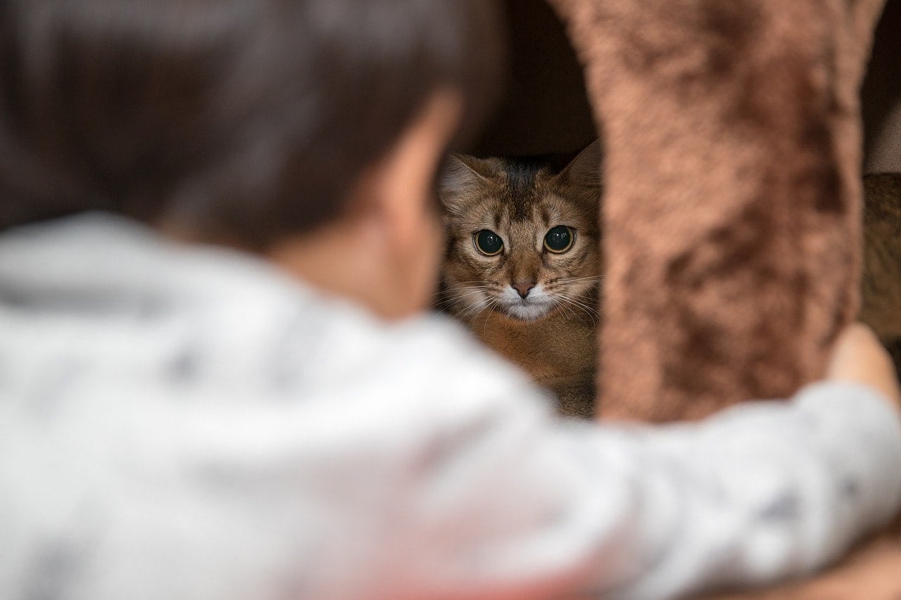 cat inside its cave bed