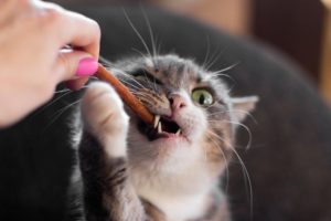 cat is chewing on a treat_Marinka Buronka, Shutterstock