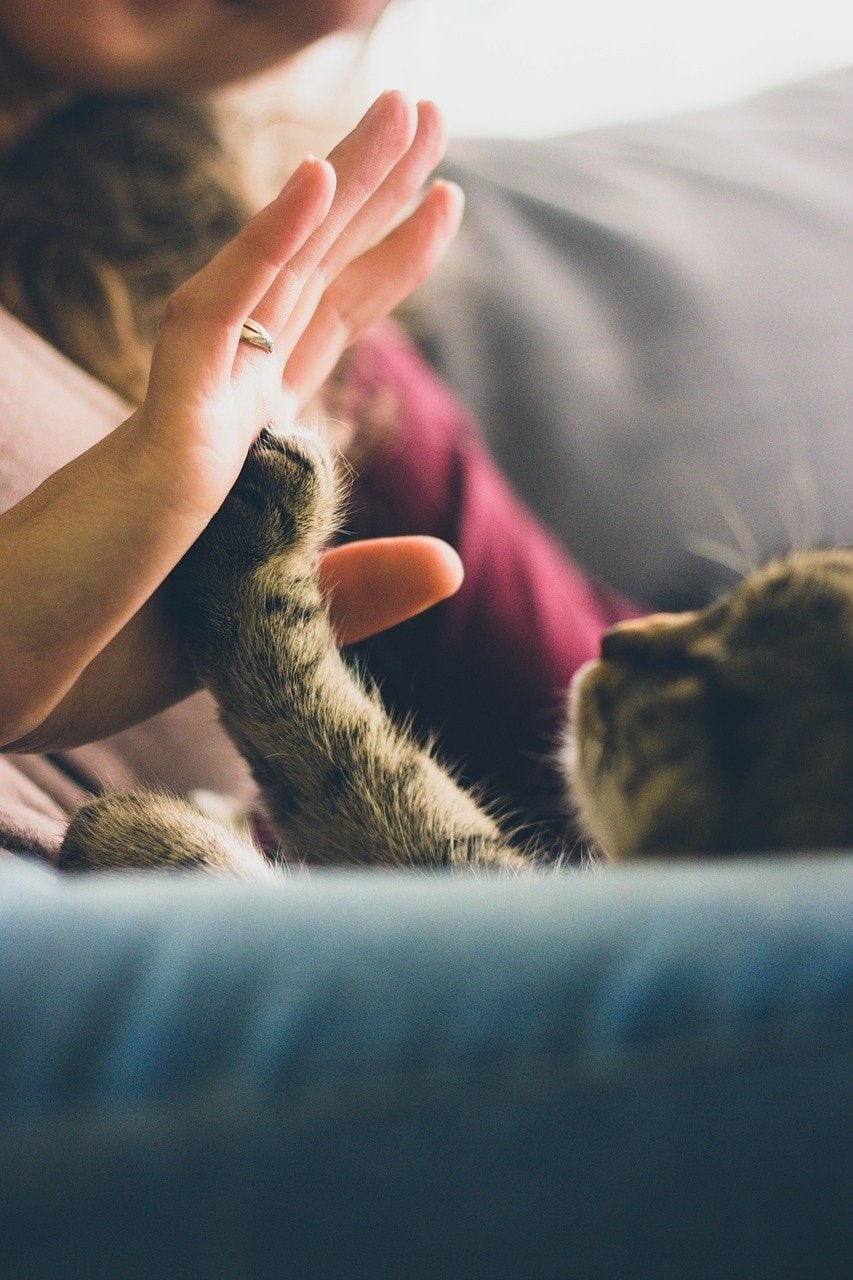 cat reaching out
