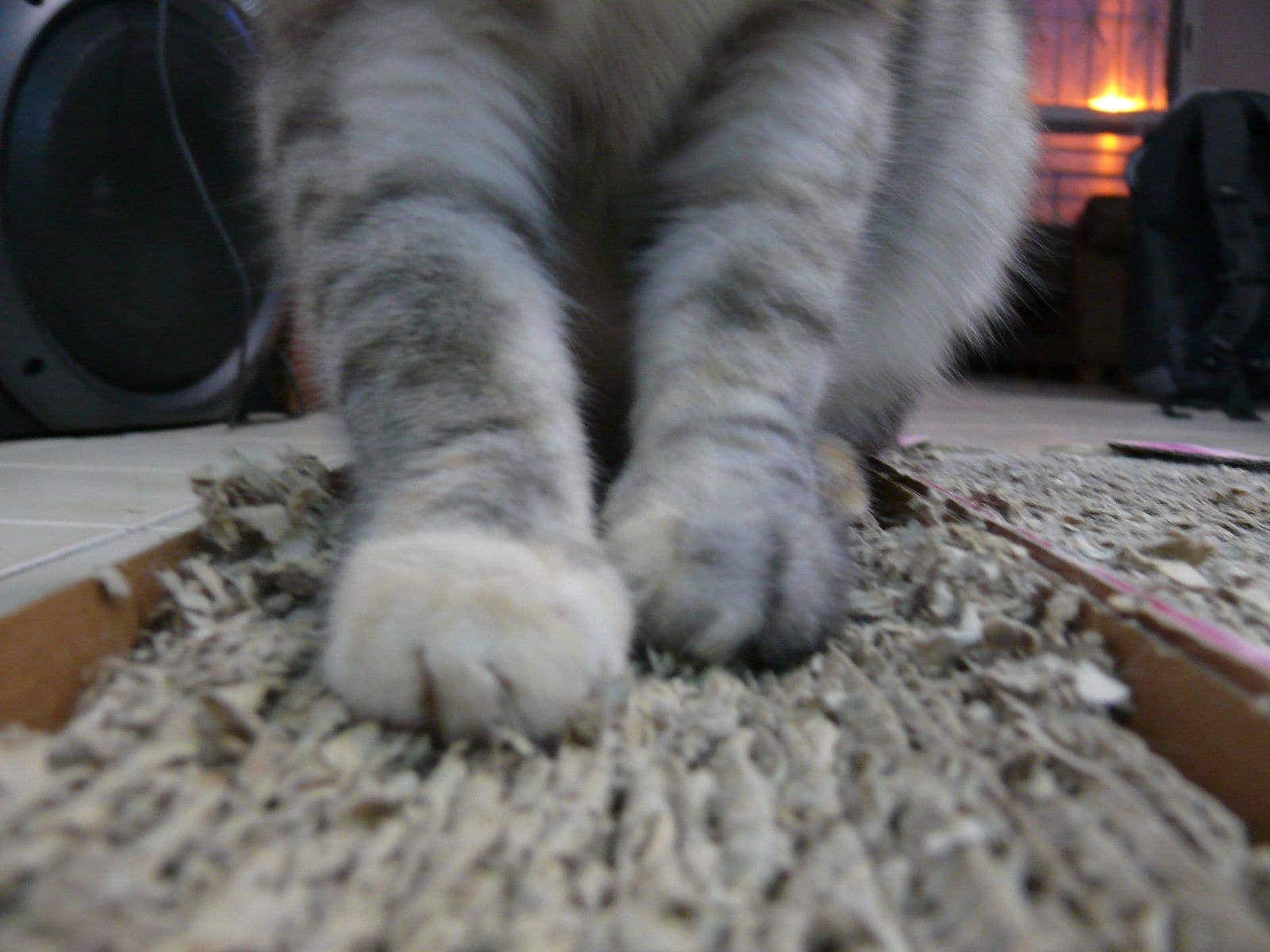 cat scratching on corrugated cardboard