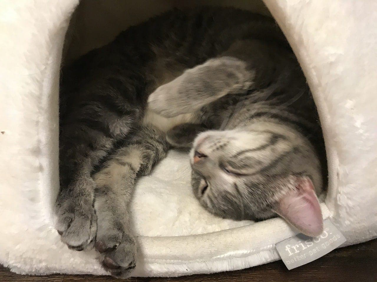 cat sleeping in its cave bed