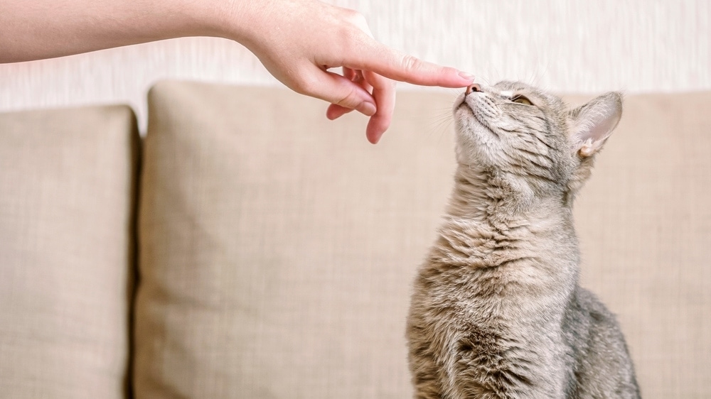 cat sniffing finger_Shutterstock_Soloveva Kseniia