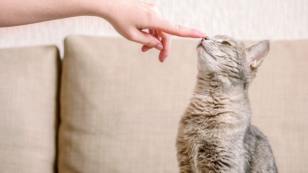 Una persona tocando con un dedo la nariz de su gato.