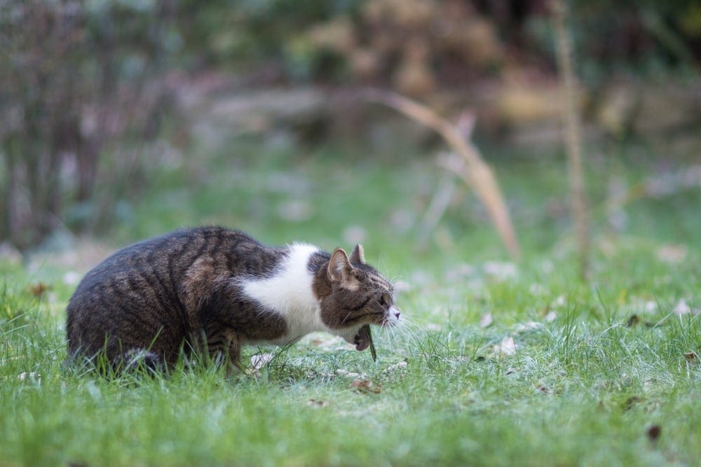 cat vomitting_Shutterstock_Nils Jacobi