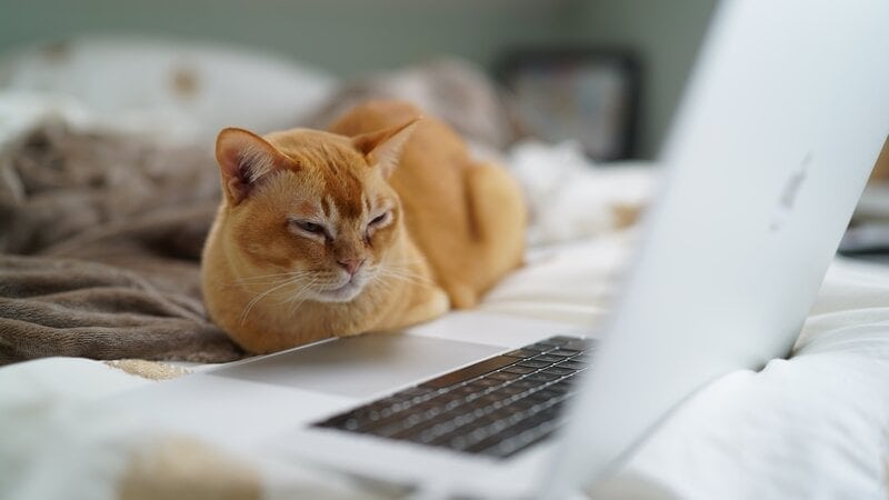 cat watching laptop