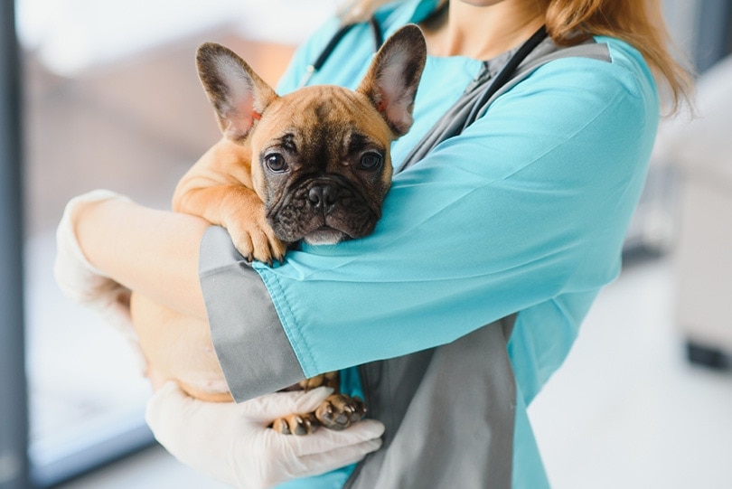 cận cảnh chú chó bulldog pháp đang được bác sĩ thú y bế tại phòng khám thú y