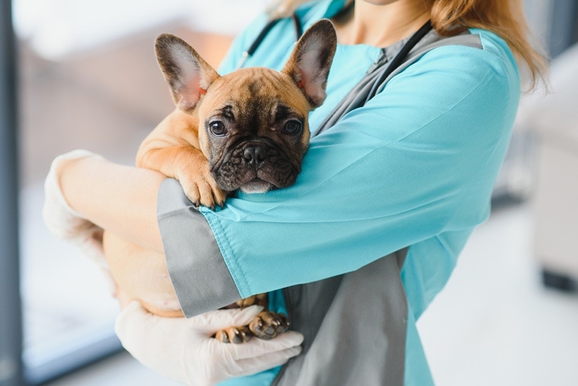 how much does dog eye surgery cost