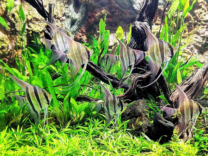 company of Altum Angelfish