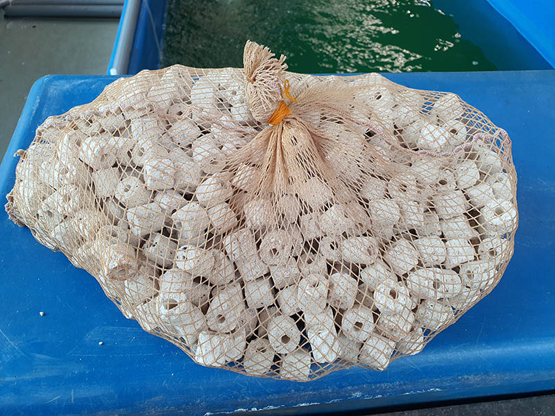 Coral biological filter media