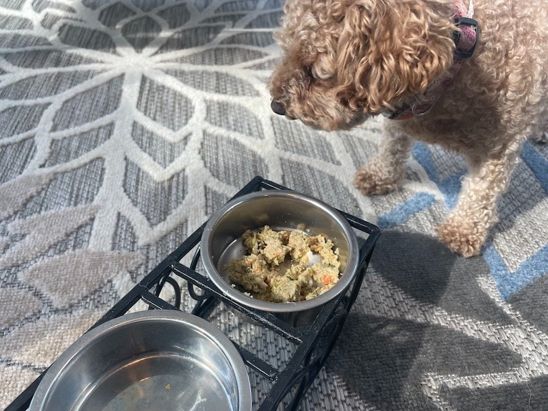 curly dog eating fresh Ollie dog food out of bowl