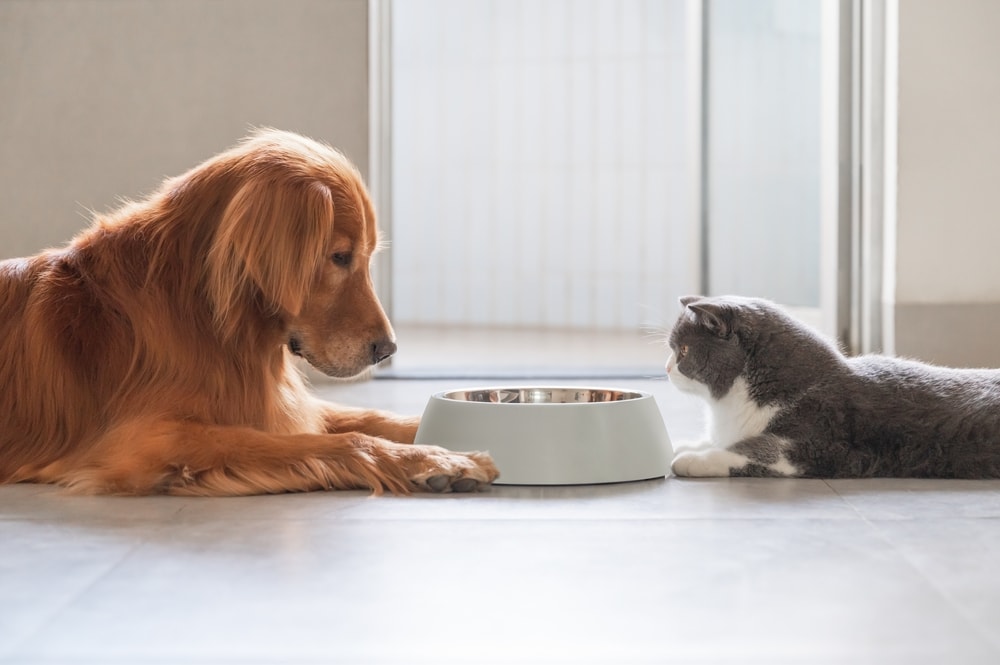 dog cat sharing food bowl stainless steel golden retriever