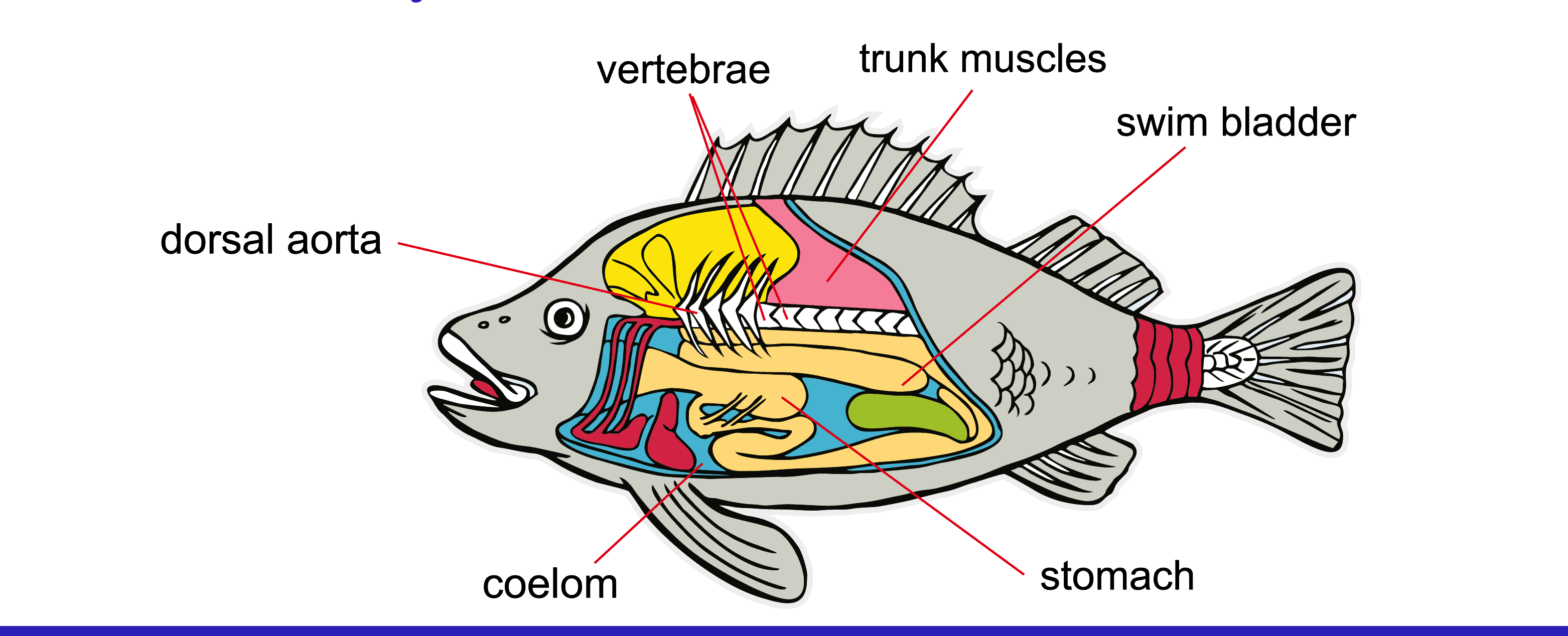 Плавательный пузырь щуки. Swim bladder. Swim bladder why.