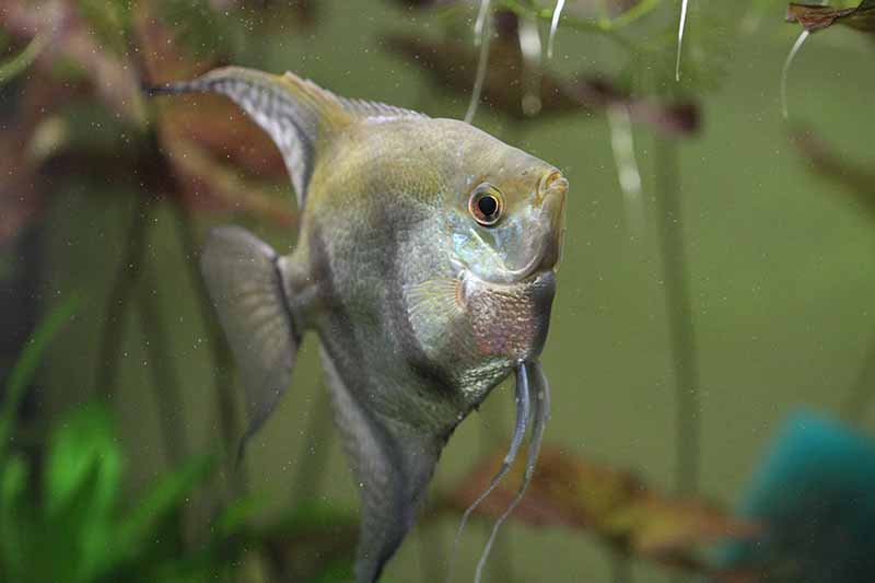 freshwater angelfish