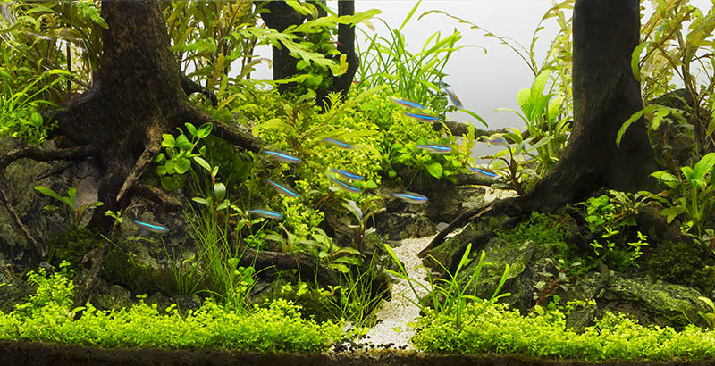 freshwater aquarium aquascape