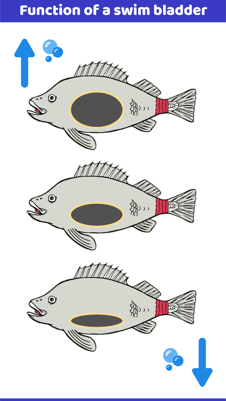 What Is The Function Of The Swim Bladder With Infographic Hepper