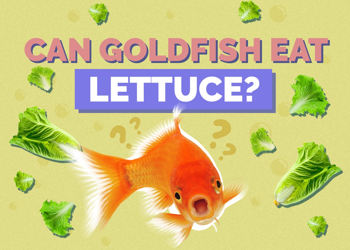 goldfish-lettuce
