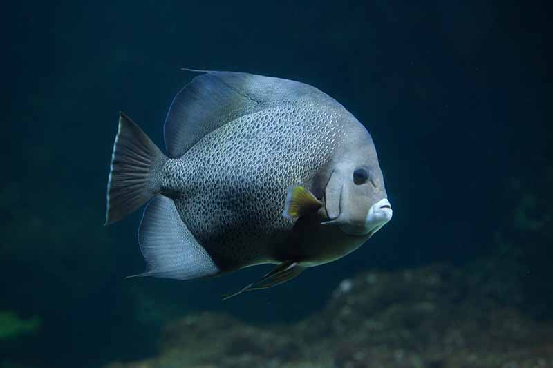 grey angelfish